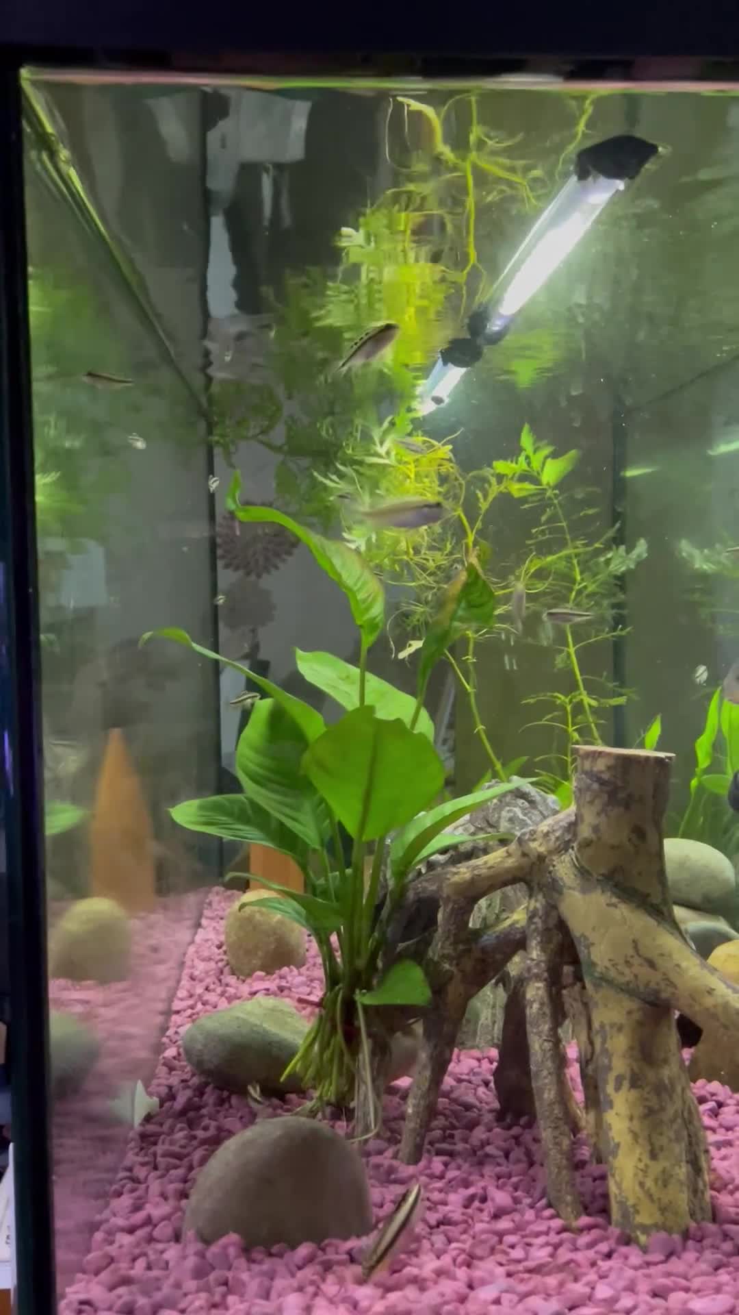 Cichlids fish for sale: Kribensis Fry (2-4cm) - Healthy Home Bred  in Stourbridge - Video 1