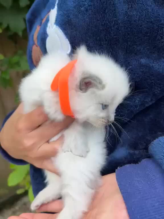 Ragdoll cats for sale: Beautiful Pure Blue Point Ragdoll  - Video 1