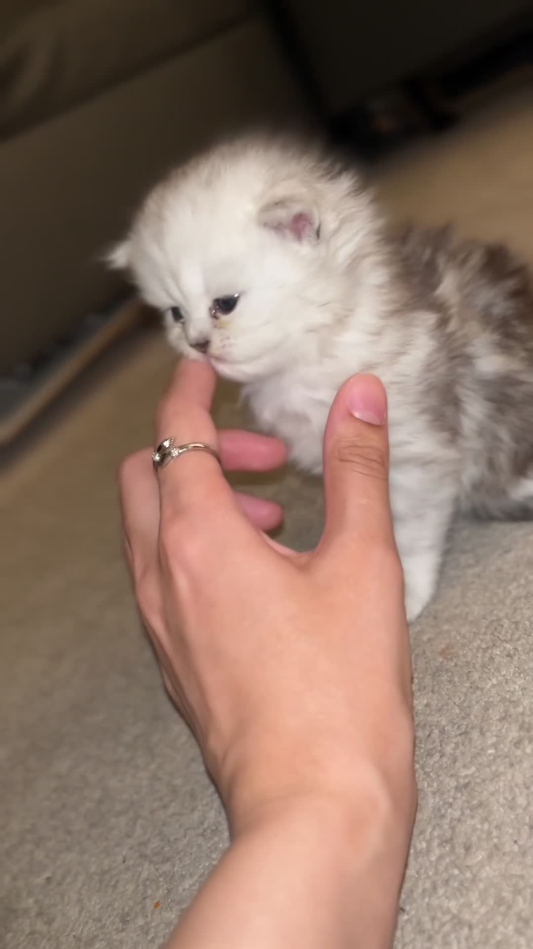 Persian cats for sale: Persian Kittens - Video 4