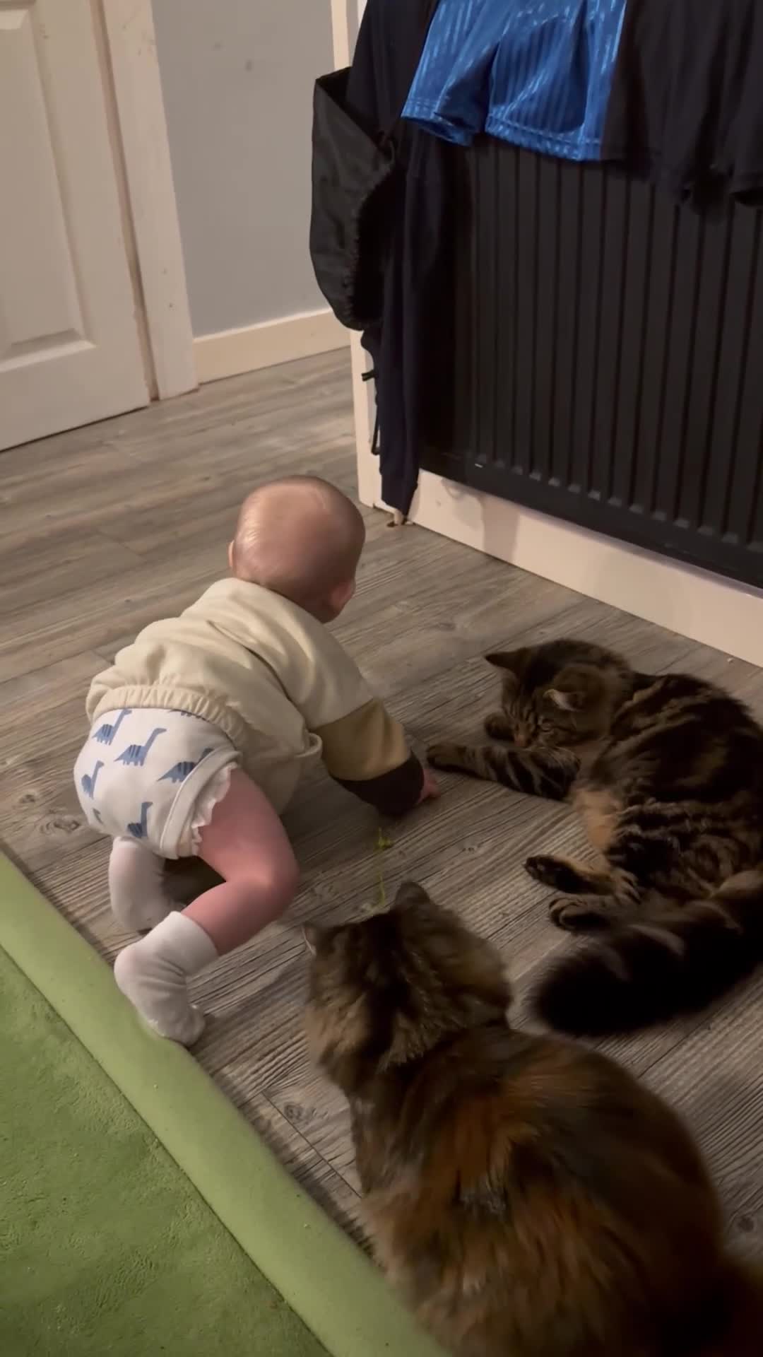 Mixed Breed cats for sale: Long haired male tabby  - Video 1