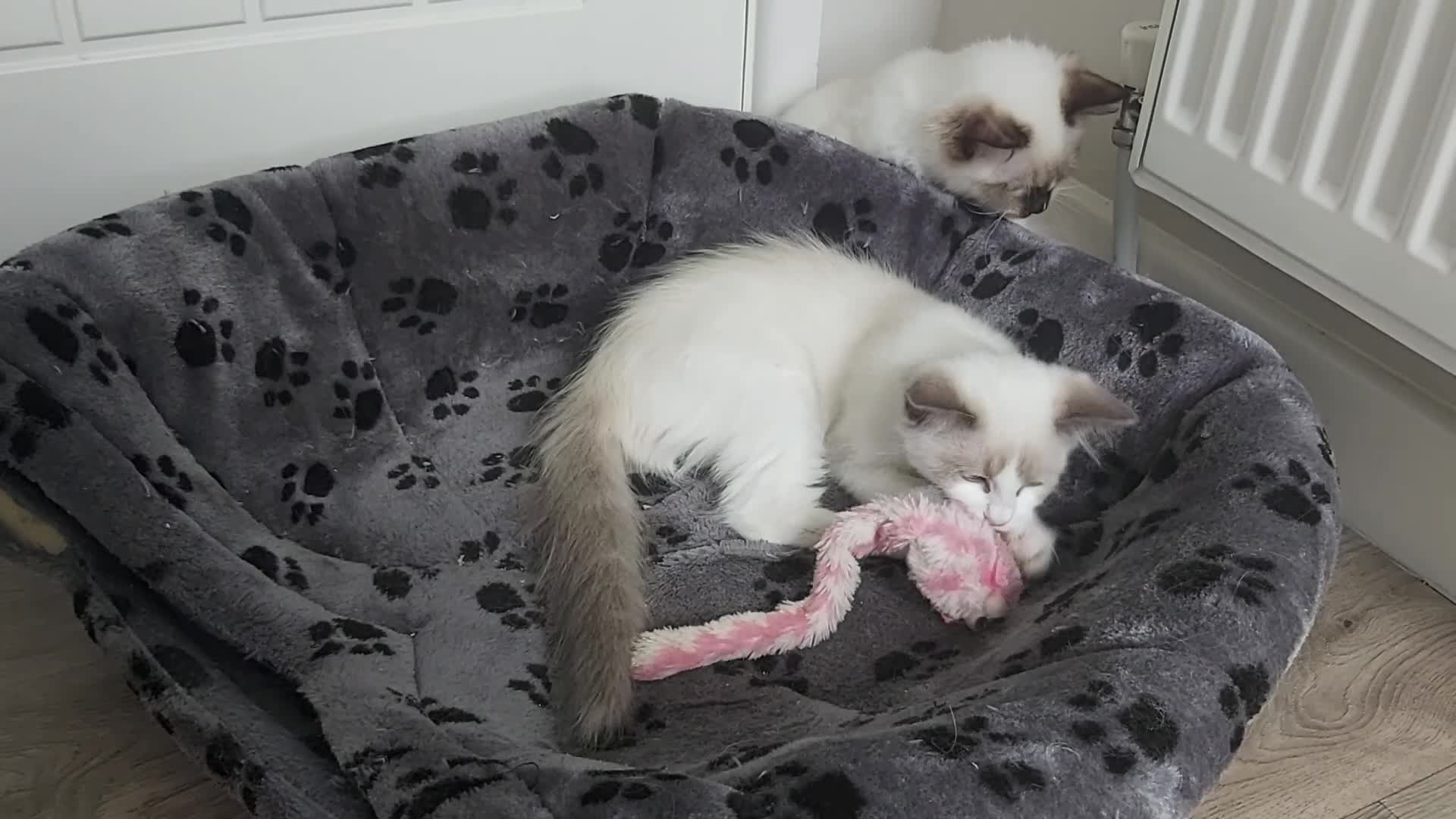 Ragdoll cats for sale: RAGDOLLS SEAL POINT BICOLOUR GIRLS BLUE EYES  - Video 2