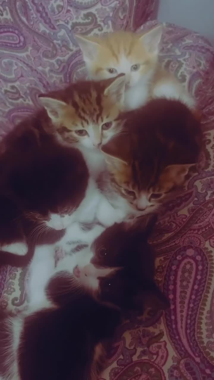 Siberian cats for sale: Chunky black and white kitten !! - Video 1