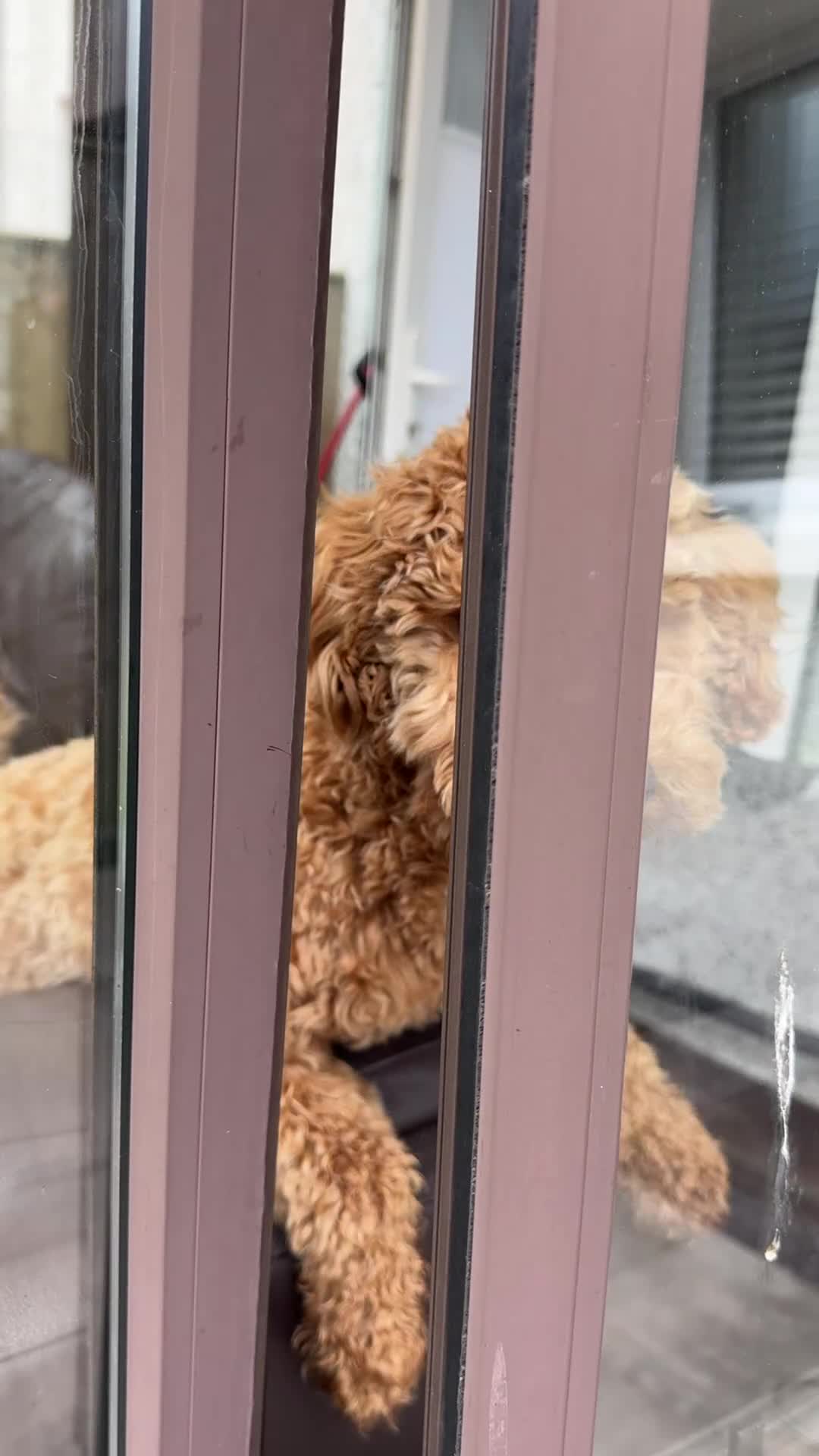 Toy Poodle dogs for stud: KC Registered Toy Poodle Stud – Healthy & Strong - Video 2