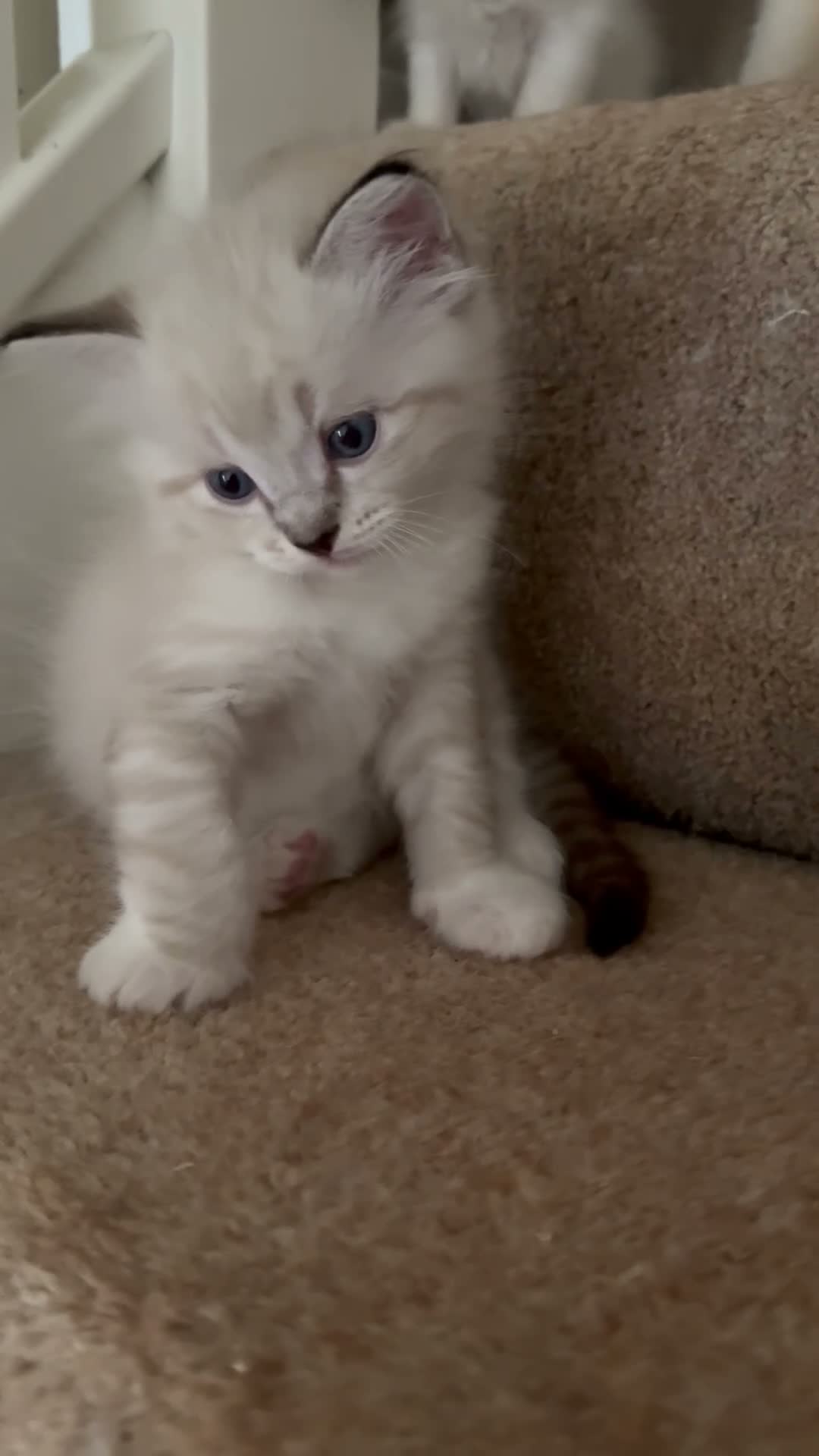 Ragdoll cats for sale: Stunning ragdolls kitten 🥰 - Video 1