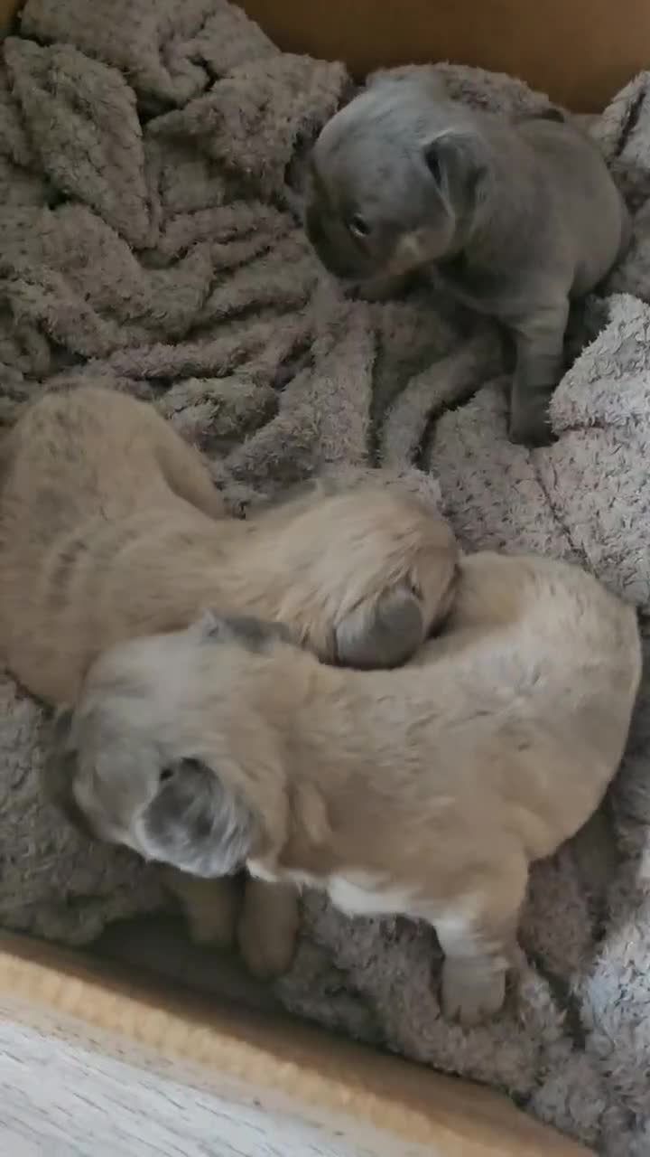 French Bulldog dogs for sale: Beautiful French Bulldog Puppies 2xF - fluffy, 1xM - Video 1