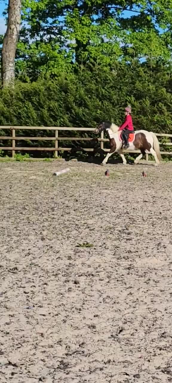 Irish Cob horses for sale: 14 year old Gelding  - Video 3