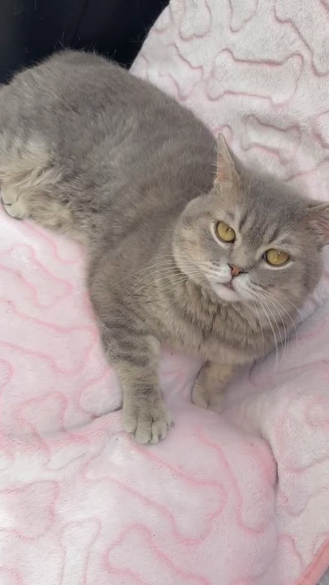 British Shorthair cats for sale: Friendly Male British Shorthair Kitten + Stuff in Birmingham - Video 2