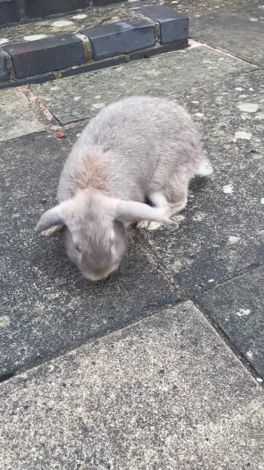 Mini Lop rabbits for sale: Grey beautiful Male Rabbit MiniLop in Leamington Spa - Video 1