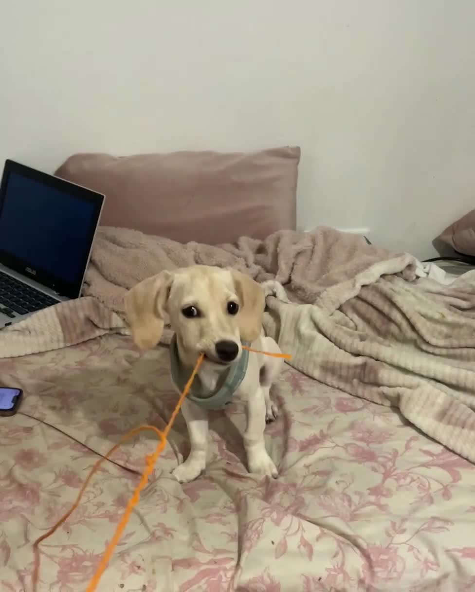 Mixed Breed dogs for sale: Miniature Jackweenie Puppy For Sale  - Video 3