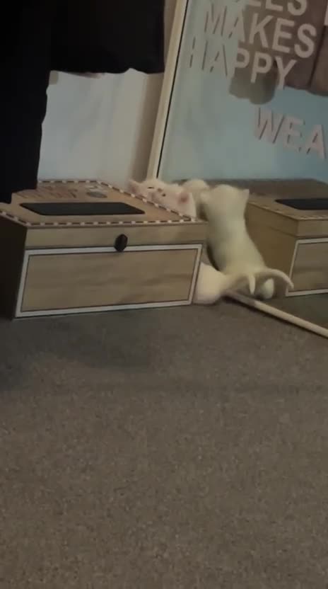 Mixed Breed cats for sale: Male white kittens ready 12.02.26 - Video 1