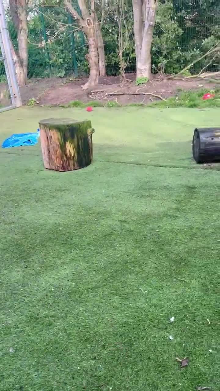 Mixed Breed dogs for adoption: Ralphie - Video 5