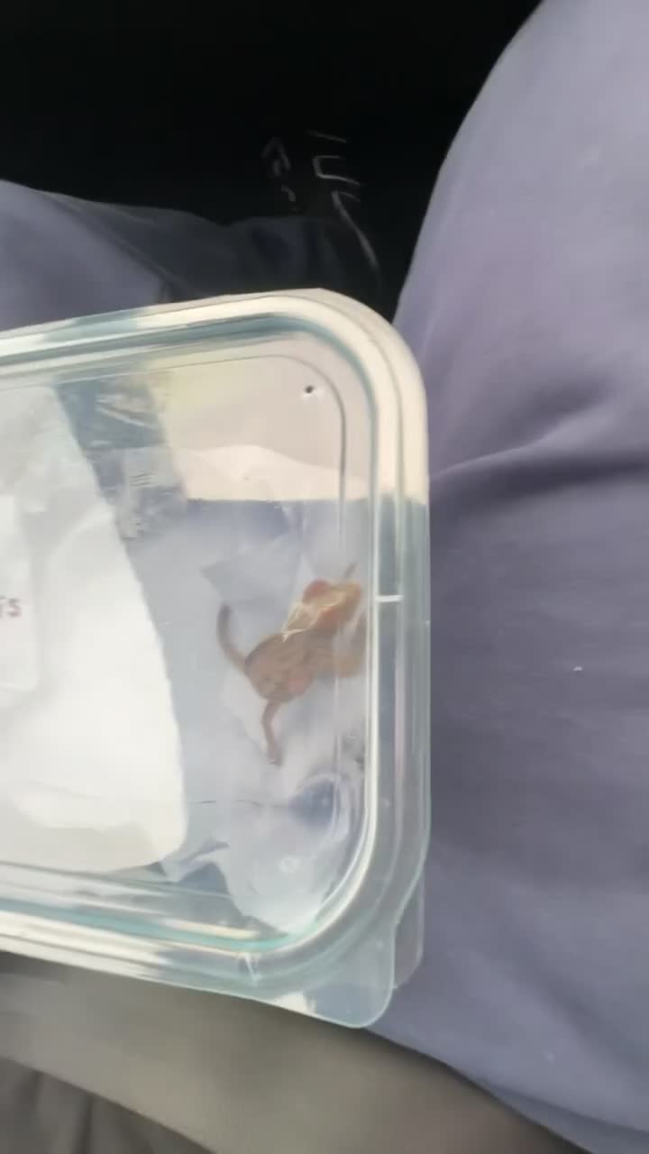 Chameleon reptiles for sale: MALE PANTHER CHAMELEON WITH FULL SET UP in Stourbridge - Video 2