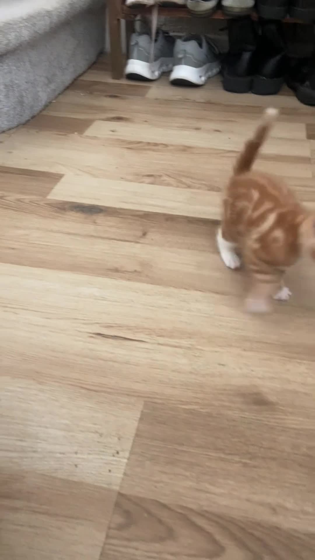 Mixed Breed cats for sale: 4 gorgeous kittens  - Video 1