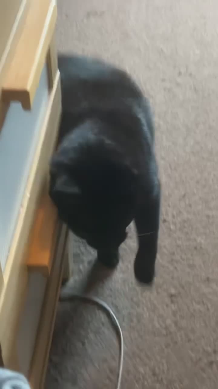 Bombay cats for sale: Shadow - Gentle playful boy - Video 4