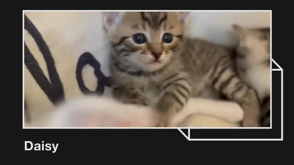 Mixed Breed cats for sale: 🐾 Beautiful Baby Kittens - Ragdoll x Bengal 🐾 - Video 1