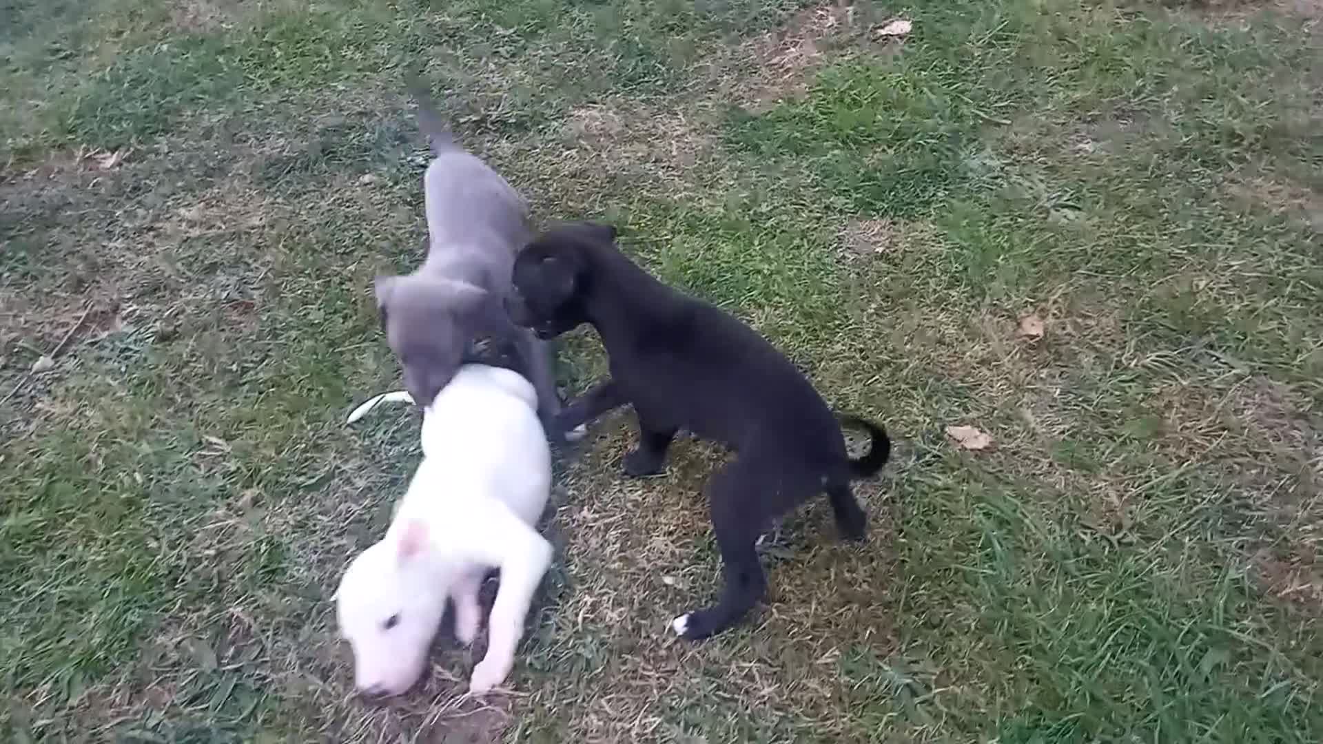 Whippet dogs for sale: REDEVELYN WHIPPET'S KC REG NR GLOUCESTER  - Video 2