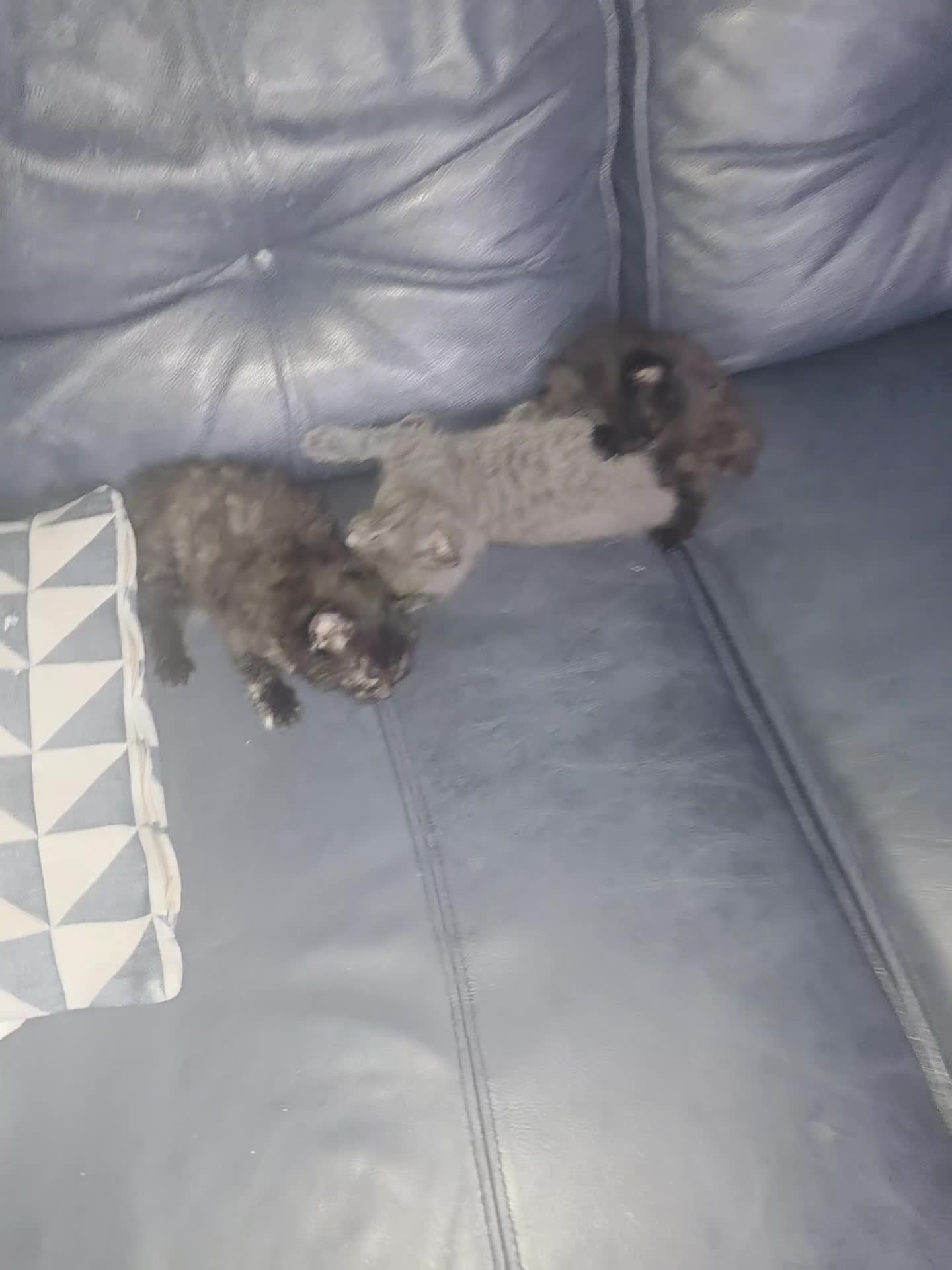 British Longhair cats for sale: Kittens ready 4 rehome Mother is a British grey  - Video 1