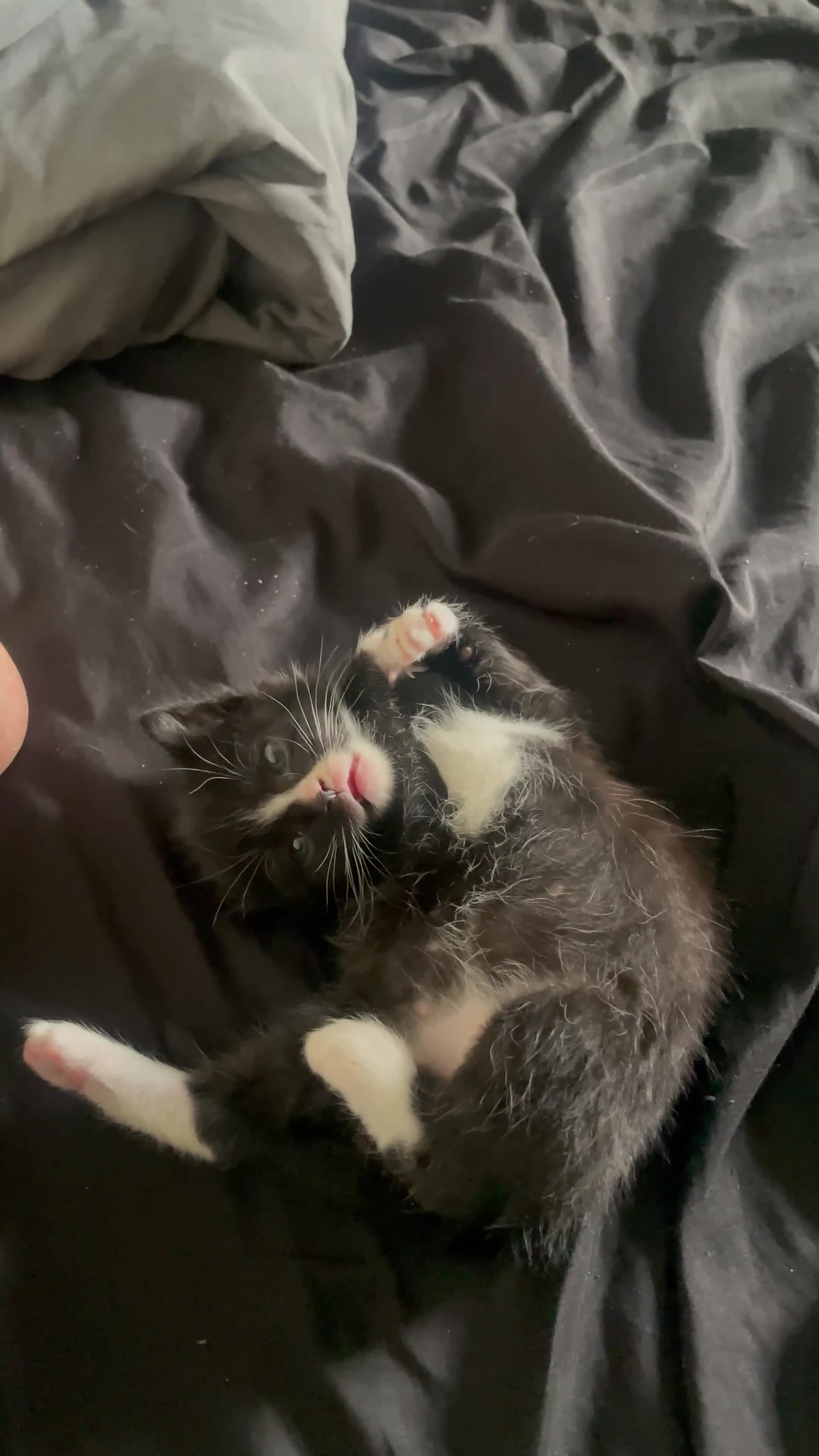 Domestic Shorthair cats for sale: Most adorable tuxedo kitten  (read description) - Video 3