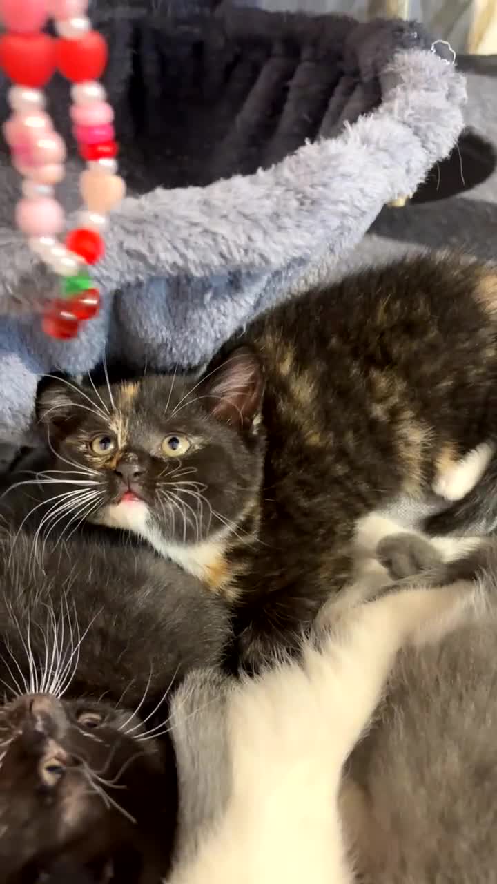 Mixed Breed cats for sale: Cute Scottish fold/ straight mixed breed kittens.  in Slough - Video 4