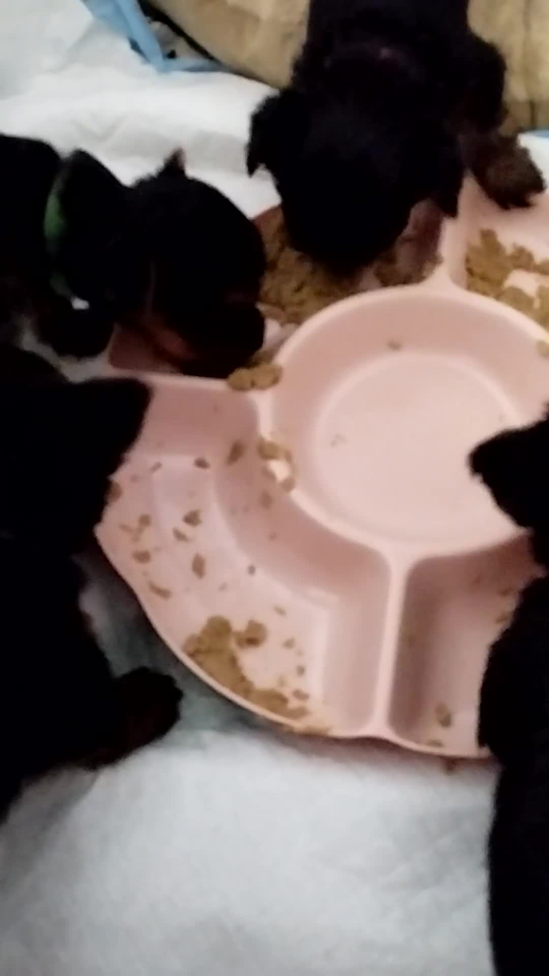 Yorkshire Terrier dogs for sale: 💝💝Beautiful miniature babies 💝💝 - Video 1