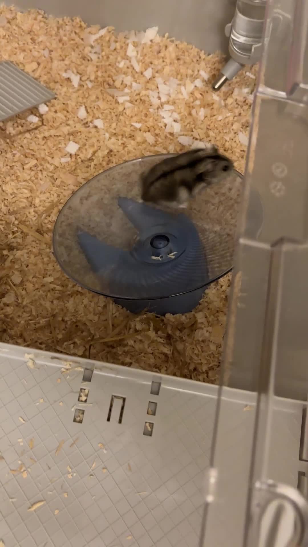 Hamster rodents for sale: Dwarf Russian hamster  - Video 1