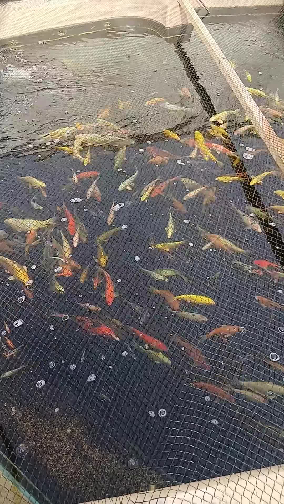 Koi Carp fish for sale: Large Quantity of Koi Carp for sale in Bristol - Video 1