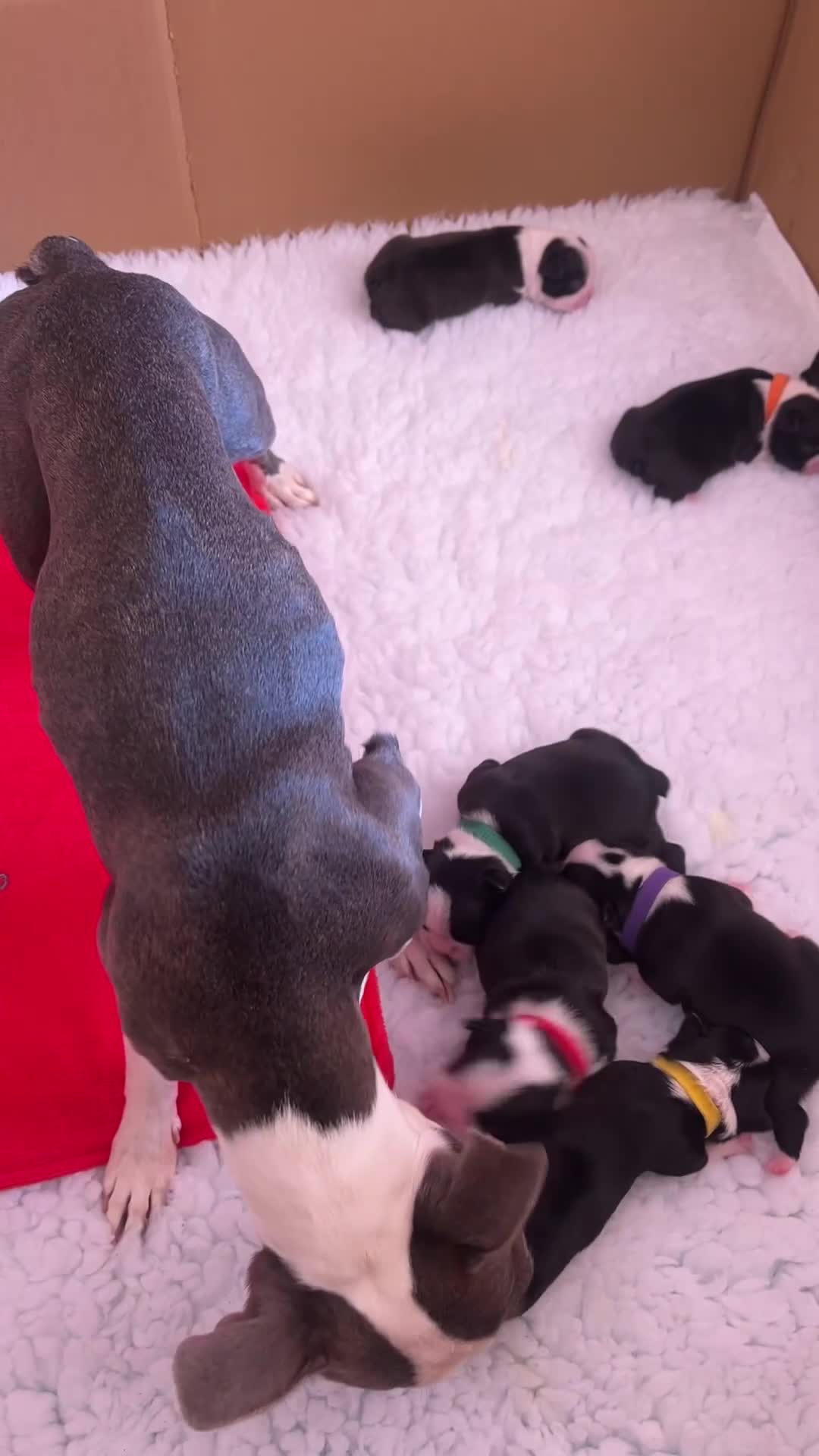 Boston Terrier dogs for sale: Stunning Boston Terrier Puppies  - Video 1
