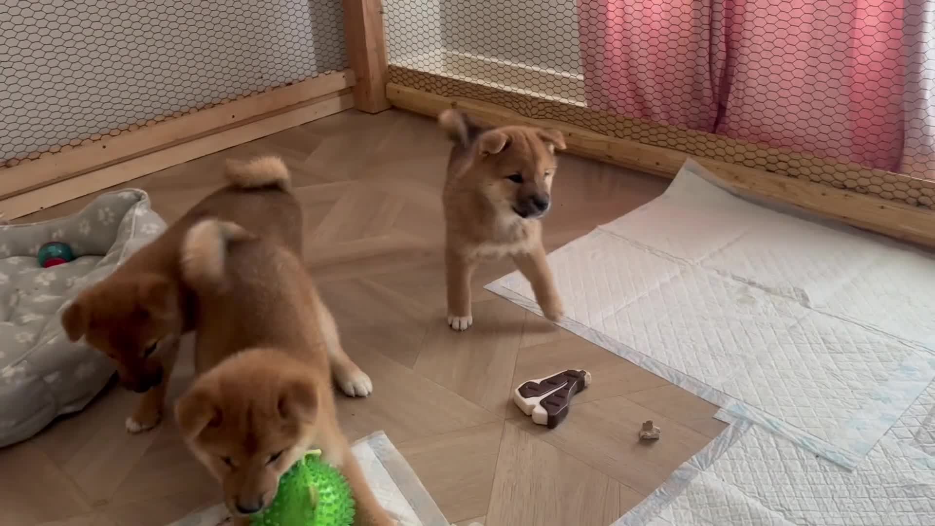 Japanese Shiba Inu dogs for sale: KC-Certified Shiba Inu puppies. 100% Pure blooded. - Video 1