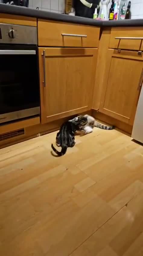 Mixed Breed cats for adoption: Bonded pair of rescue kittens - male - need home in Hook - Video 4