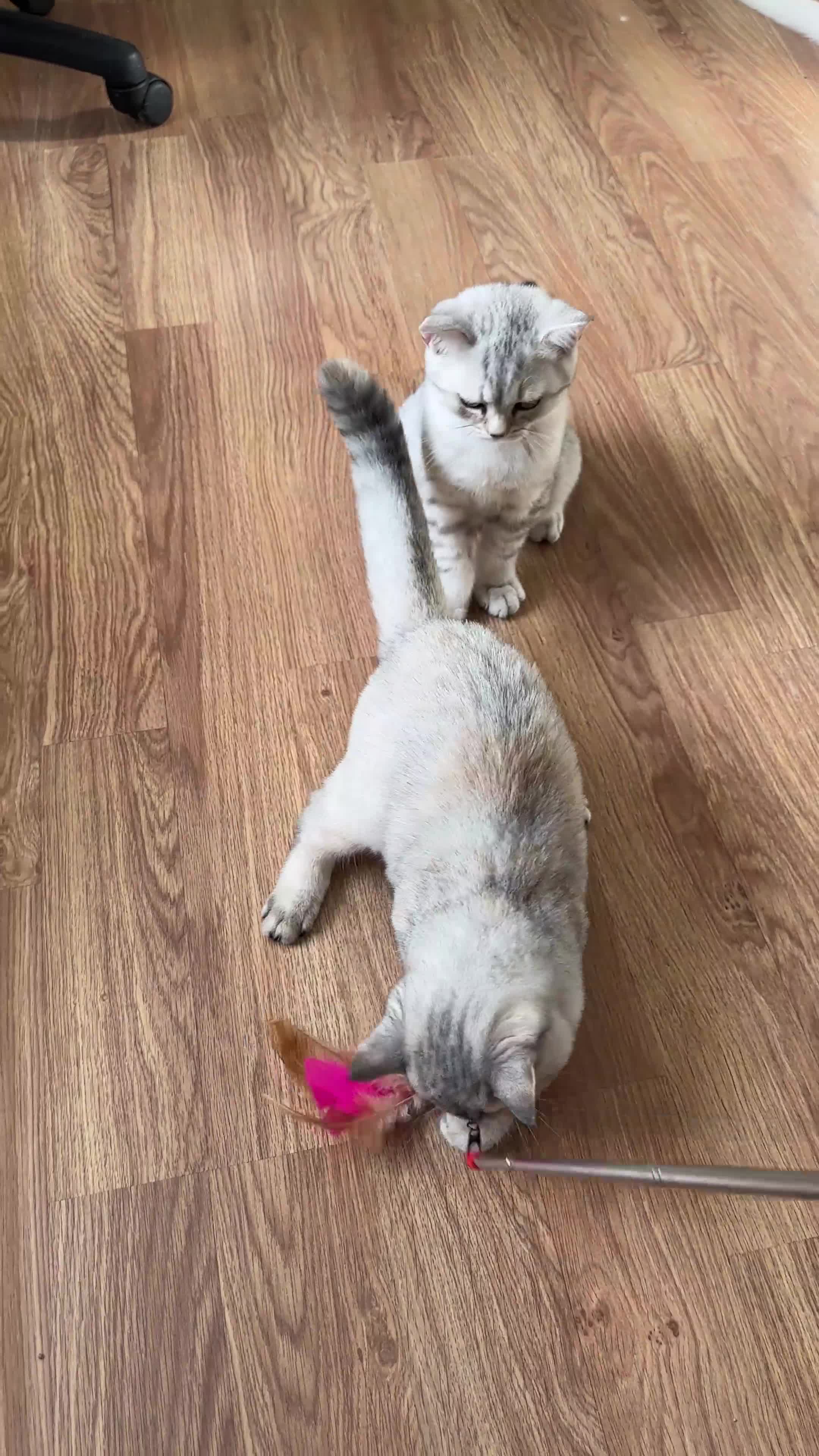 British Longhair cats for sale: Gorgeous British Longhair & Shorthair Kittens - Video 4