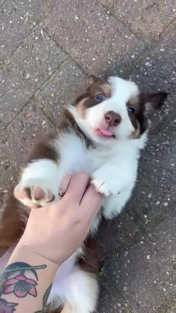 Border Collie dogs for sale: Red and white border collie puppies  in Rugeley - Video 1