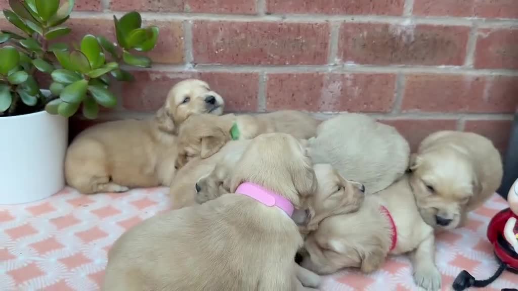 Golden Retriever dogs for sale: HEALTH TESTED PEDIGREE KC GOLDEN RETRIEVER PUPPIES - Video 1