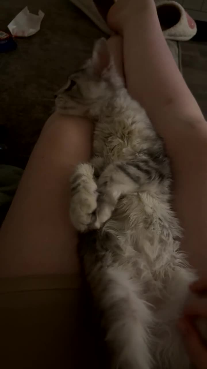 Maine Coon cats for sale: Female main coon  - Video 1