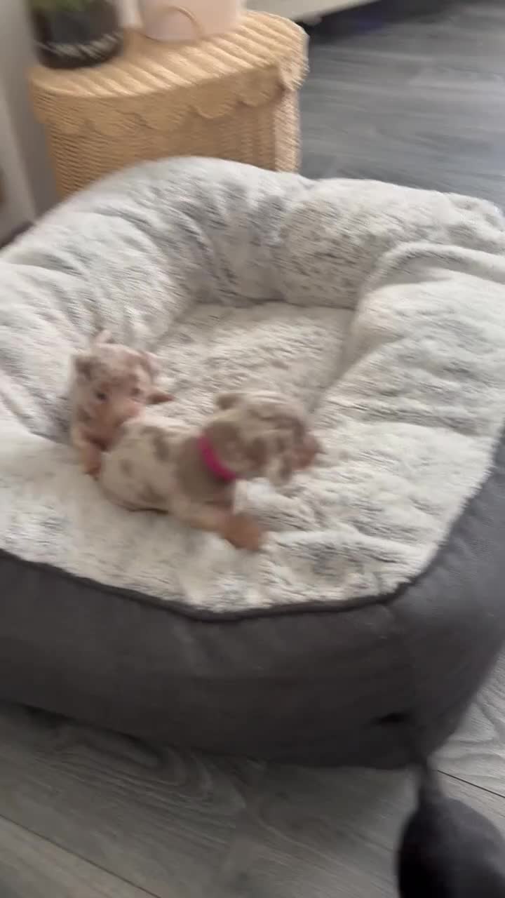 Miniature Dachshund dogs for sale: ✨2 miniature dachshund puppies READY TO LEAVE✨ - Video 1