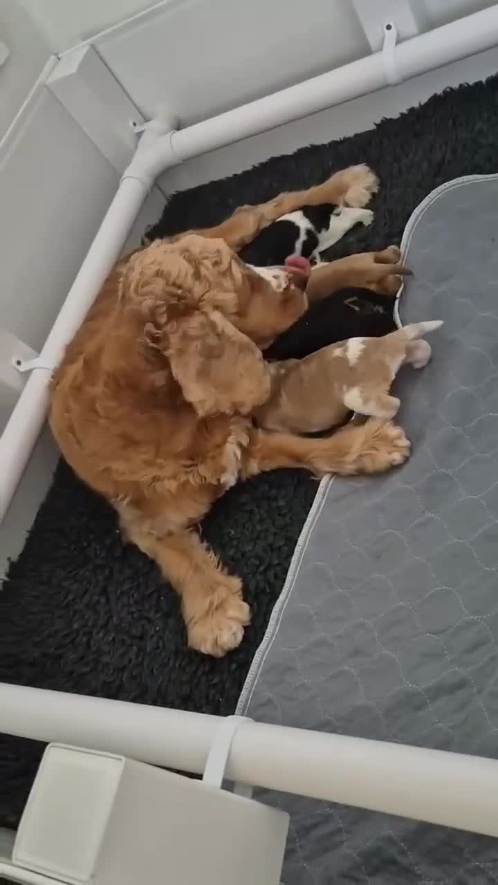 Cocker Spaniel dogs for sale: 1 Black and Tan boy KC Show Cocker Spaniel - Video 1