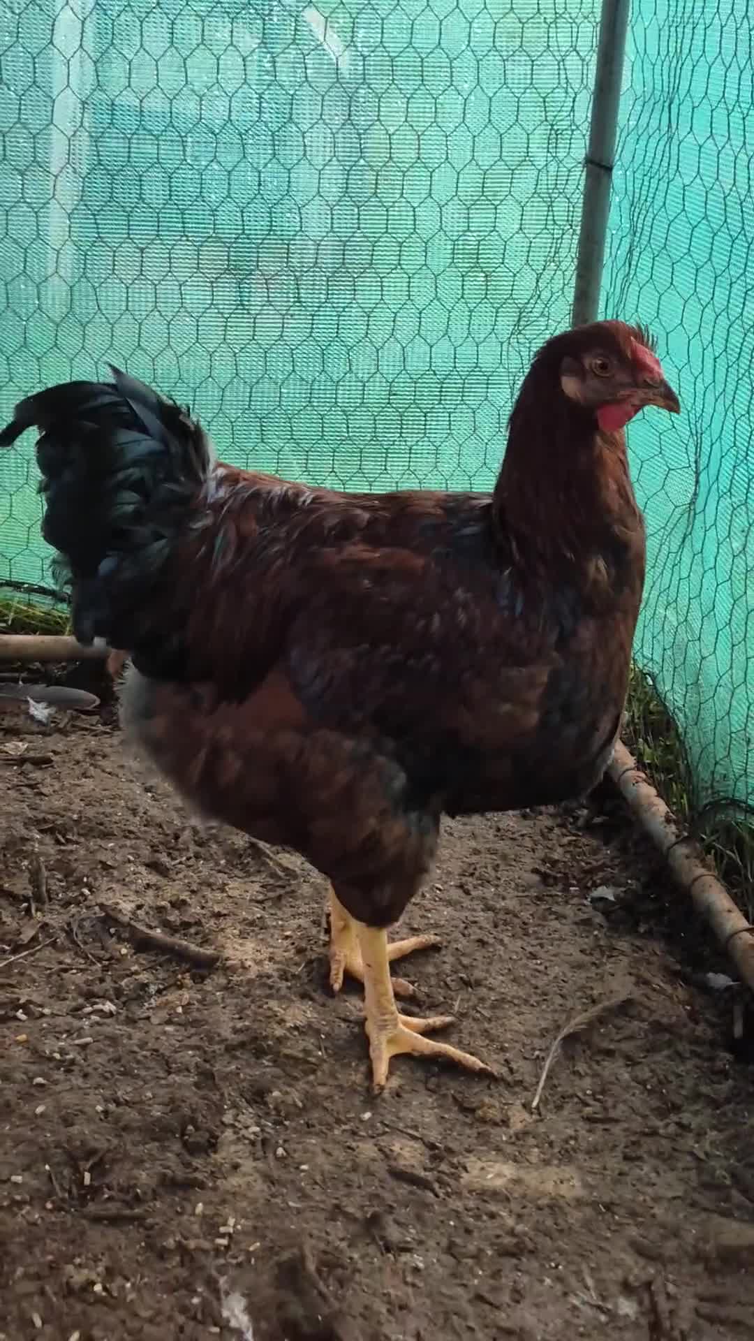 Chickens poultry for sale: 2 x large fowl wyandotte cockerals - Video 2
