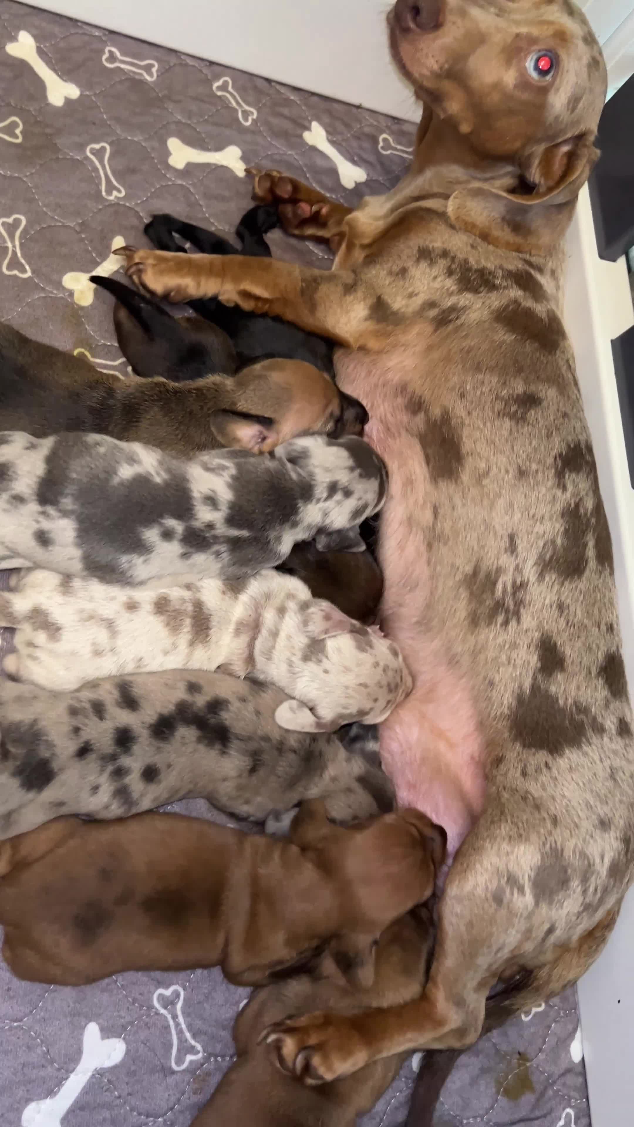 Miniature Dachshund dogs for sale: READY NOW! DAPPLE MINIATURE DACHSHUNDS⭐️ - Video 3