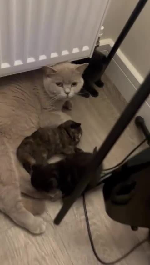 Mixed Breed cats for sale: 3 beautiful kittens  - Video 4