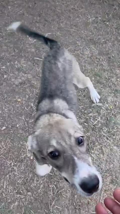Mixed Breed dogs for adoption: Sweet, Friendly Young RUBY - for a Loving Family - Video 1