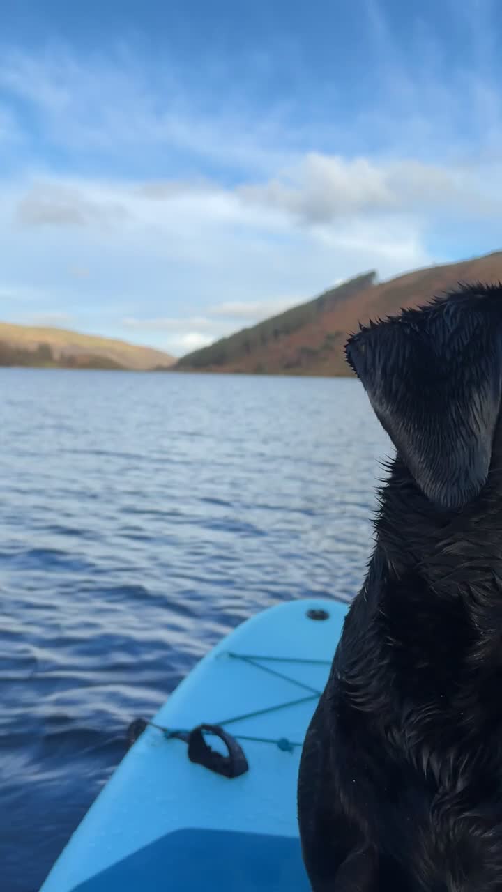 Labrador Retriever dogs for sale: Ollivander (Ollie) in Liverpool - Video 2