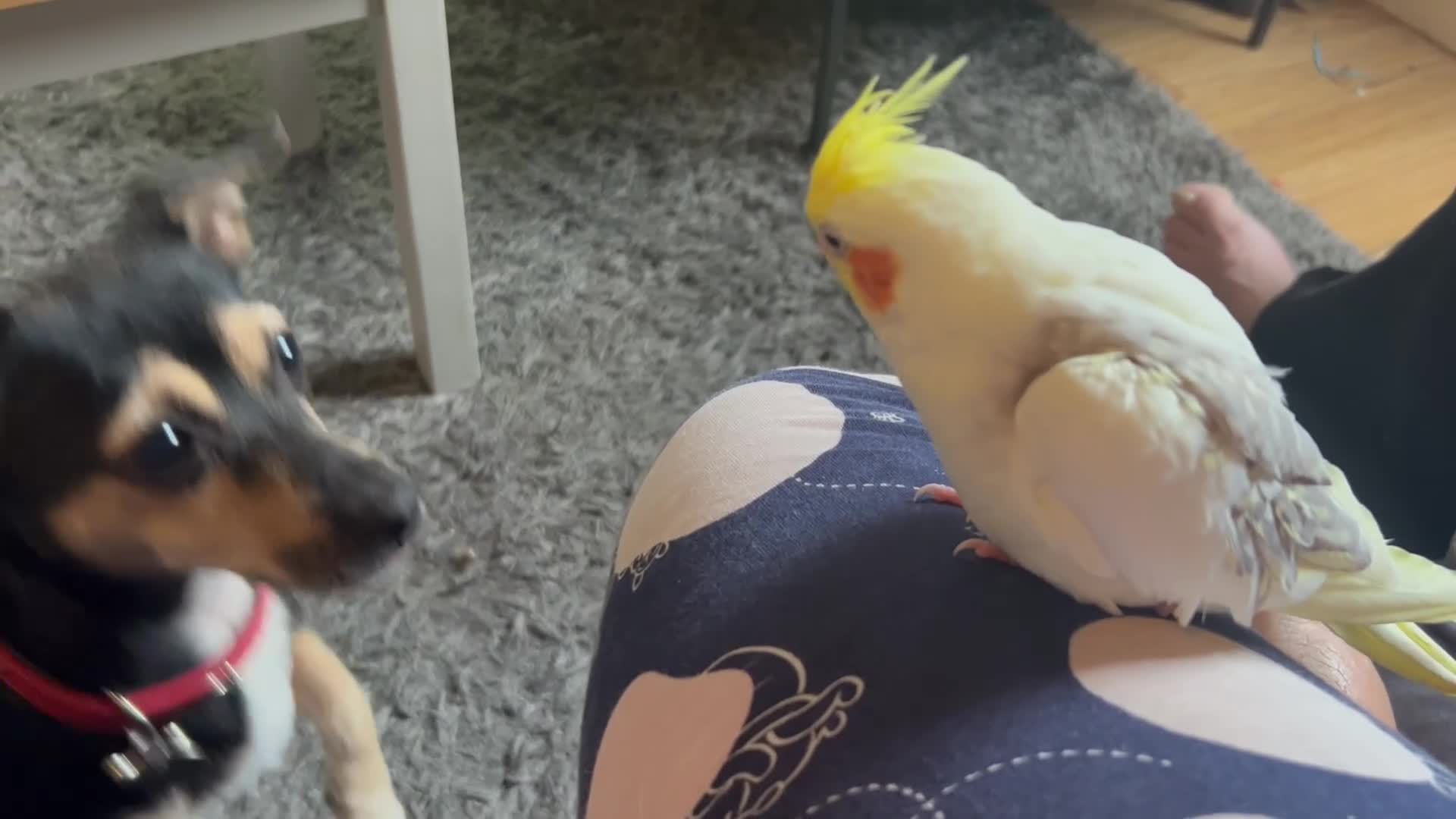 Mixed Breed dogs for sale: Beautiful Jack Russel x Chihuahua for sale - Video 1