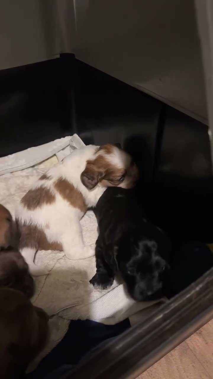 Mixed Breed dogs for sale: Marvellous mauxies in Whitland - Video 1