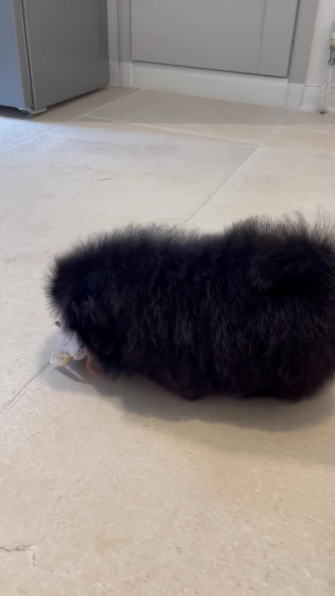 Pekingese dogs for sale: 💙Stunning Black KC registered Pekingese Puppy💙 - Video 2