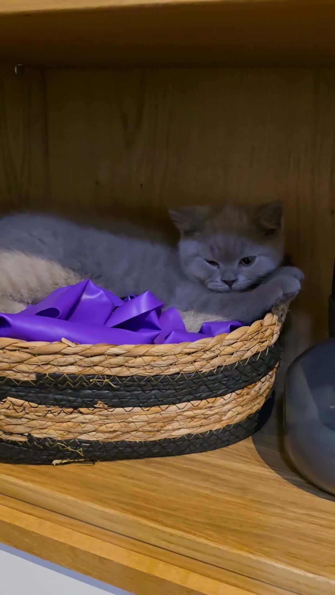 British Shorthair cats for sale: GCCF ACTIVE MALE LILAC BRITISH SHORTHAIR  - Video 1