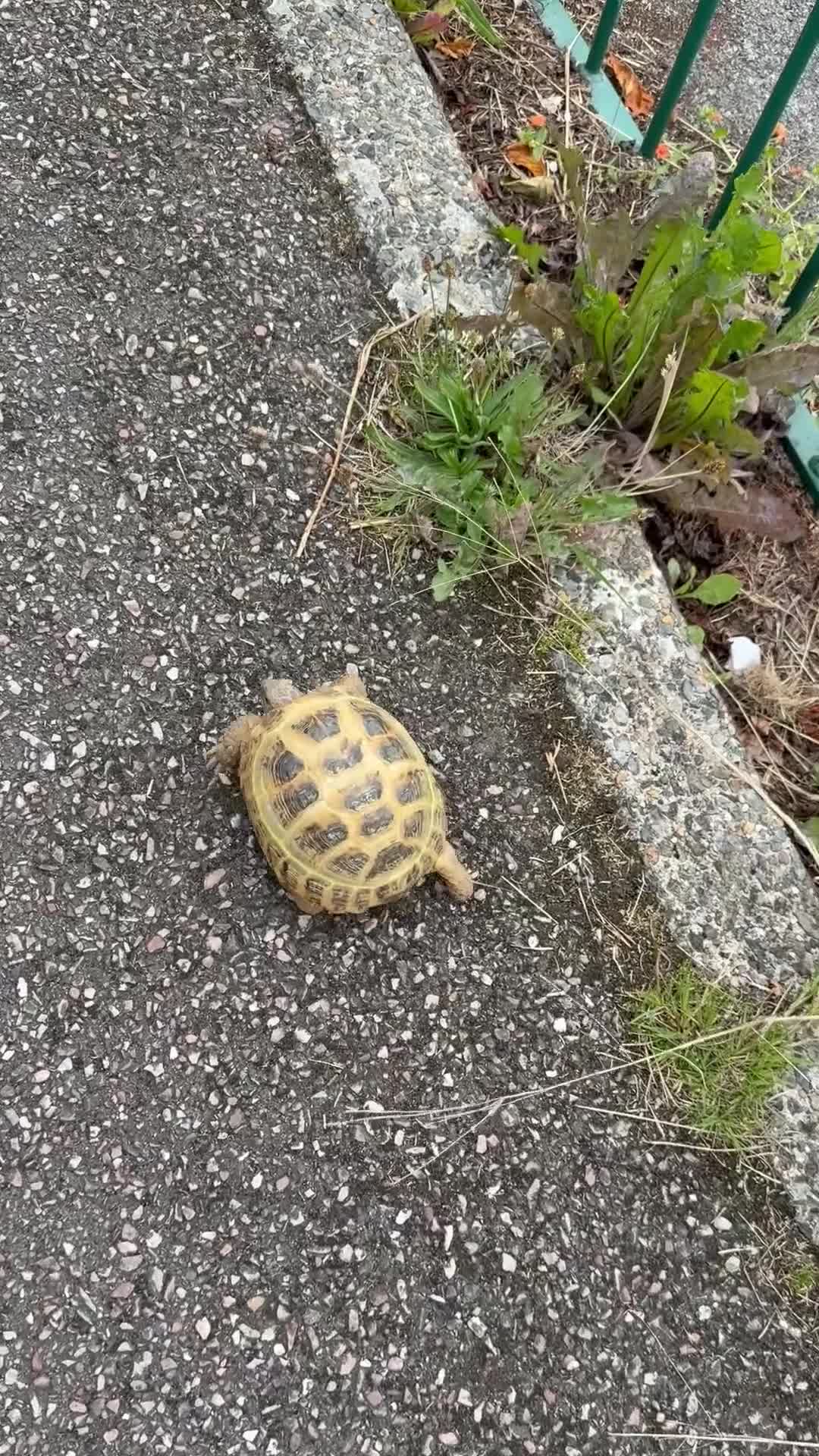 Tortoise reptiles for sale: Horsefield Russian Tortoise  - Video 2