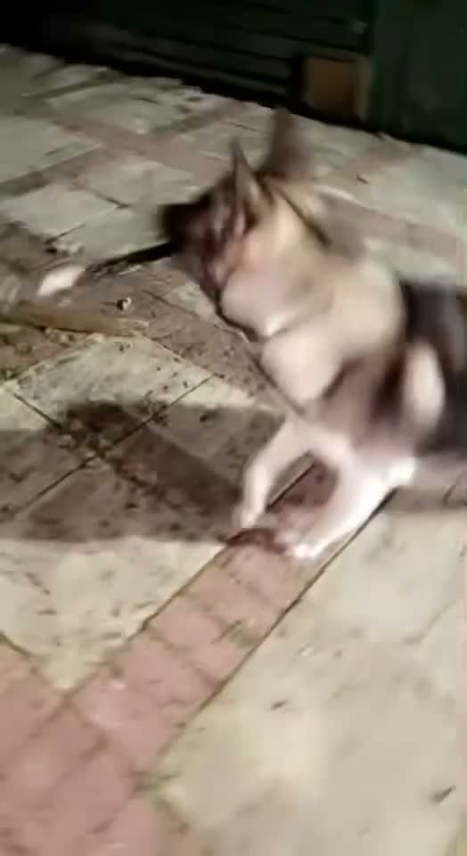 Akita dogs for sale: Free Male loving American Akita for Rehoming - Video 3