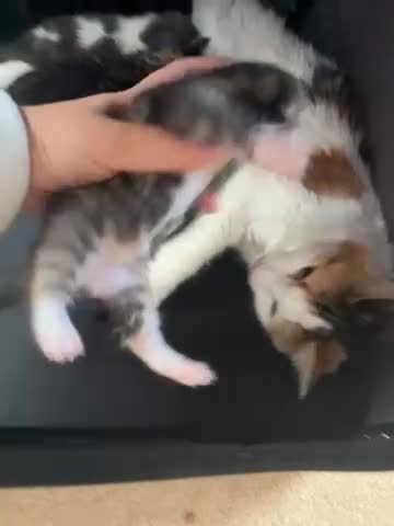 Mixed Breed cats for sale: Mixed breed kittens - Video 1