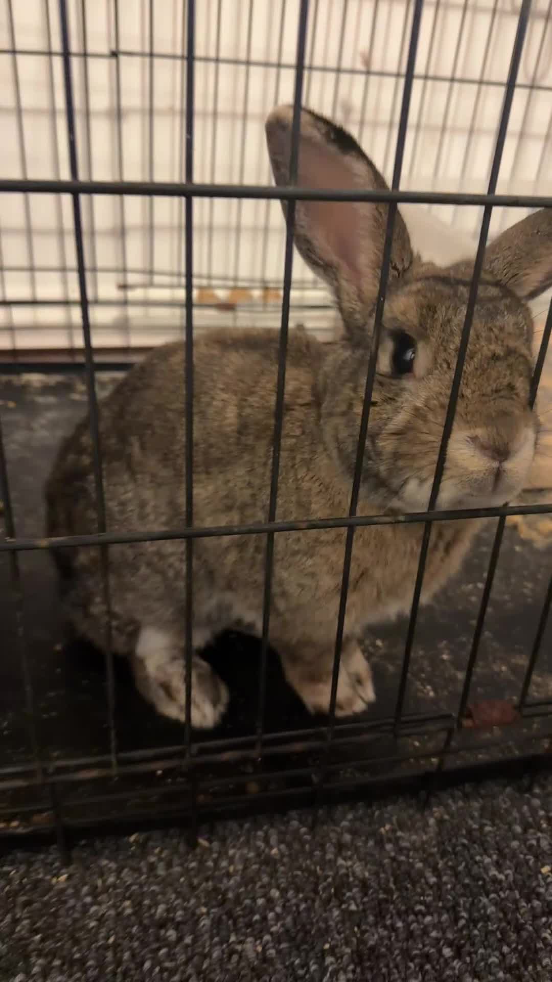 Netherland Dwarf rabbits for sale: Sweet, friendly trained boy in Nuneaton - Video 1