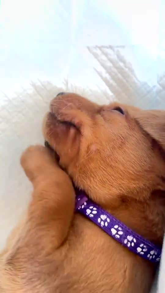 Labrador Retriever dogs for sale: Stunning fox red Labrador pups 🐶  in Rotherham - Video 1