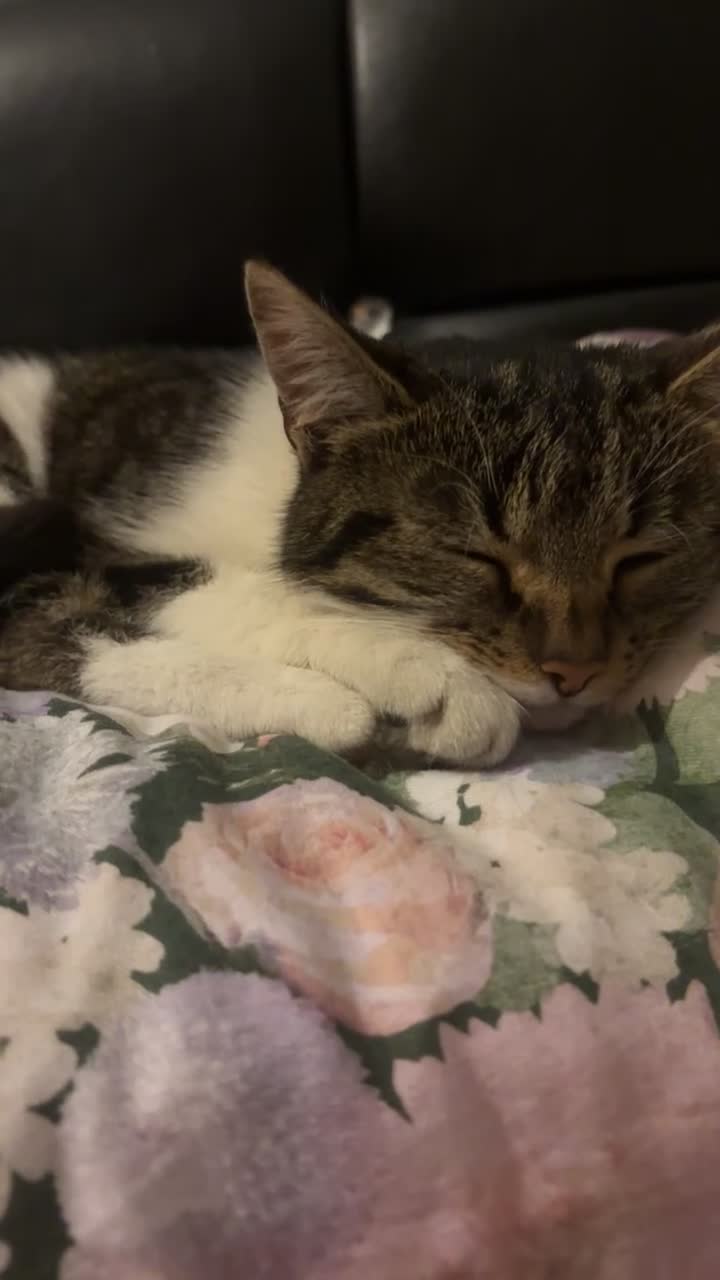 Domestic Shorthair cats for sale: Sweet 2Year-Old Female Cat Looking for a Loving Ho - Video 1